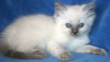 Loving Blue Ragdoll Kitten