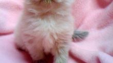 cfa reg himalayan kitten